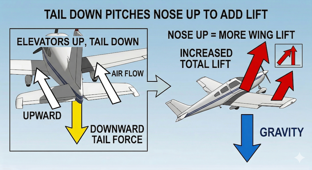 Elevator up pushes tail down, pitching the nose up, increasing total lift to compensate for the bank